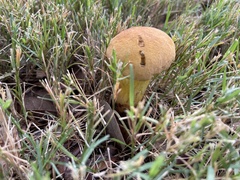 Pulchroboletus rubricitrinus