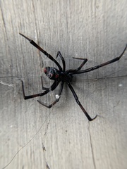 Latrodectus