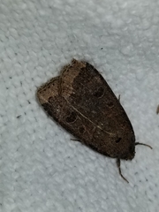 Abagrotis alternata