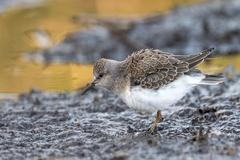 Calidris temminckii