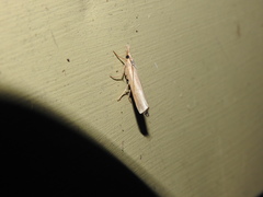 Agriphila vulgivagellus