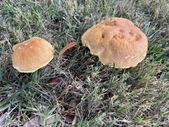 Pulchroboletus rubricitrinus