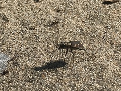 Cicindela repanda