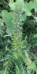 Lespedeza cuneata