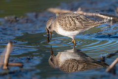 Calidris temminckii