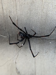 Latrodectus