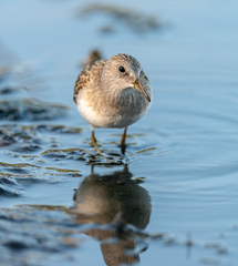 Calidris temminckii