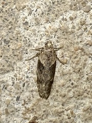 Chionodes mediofuscella