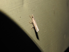 Agriphila vulgivagellus