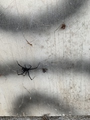 Latrodectus