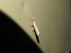 Agriphila vulgivagellus