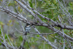 Chloroceryle americana