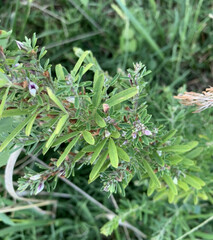Lespedeza cuneata