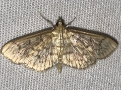 Herpetogramma pertextalis