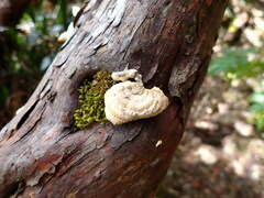 Truncospora ochroleuca