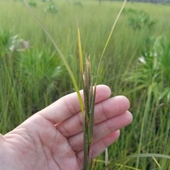 Andropogon
