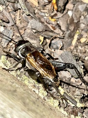 Gryllus