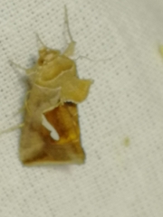 Macdunnoughia confusa