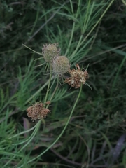 Scabiosa ochroleuca