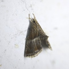 Pyralidae