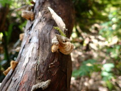 Truncospora ochroleuca