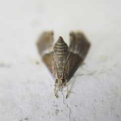 Pyralidae