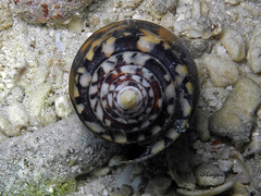 Conus striatus