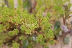 Sphaeromorphaea australis