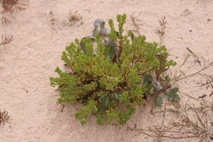 Sphaeromorphaea australis