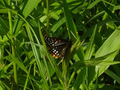 Euphydryas phaeton