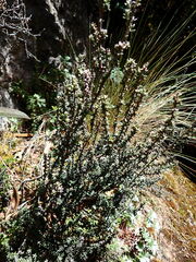 Valeriana microphylla