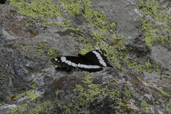 Limenitis weidemeyerii