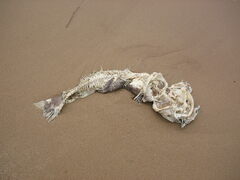 Ameiurus nebulosus