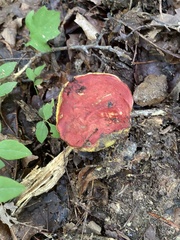 Baorangia bicolor