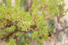 Sphaeromorphaea australis