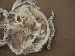 Ameiurus nebulosus