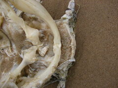 Ameiurus nebulosus