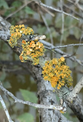 Teloschistes chrysophthalmus