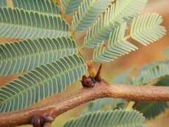 Vachellia schaffneri bravoensis