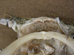 Ameiurus nebulosus