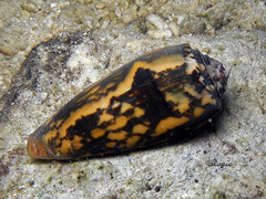 Conus striatus
