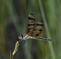 Celithemis eponina