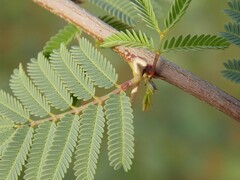 Vachellia schaffneri bravoensis