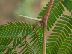 Vachellia schaffneri bravoensis
