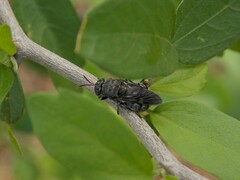 Dicyphoma schaefferi