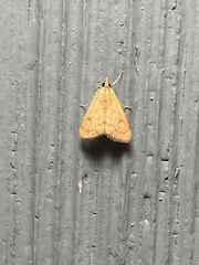 Pyraustini