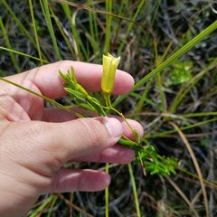 Angadenia berteroi