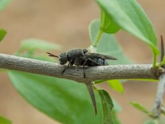 Dicyphoma schaefferi