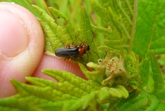 Cantharis nigra