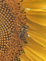 Melissodes trinodis
